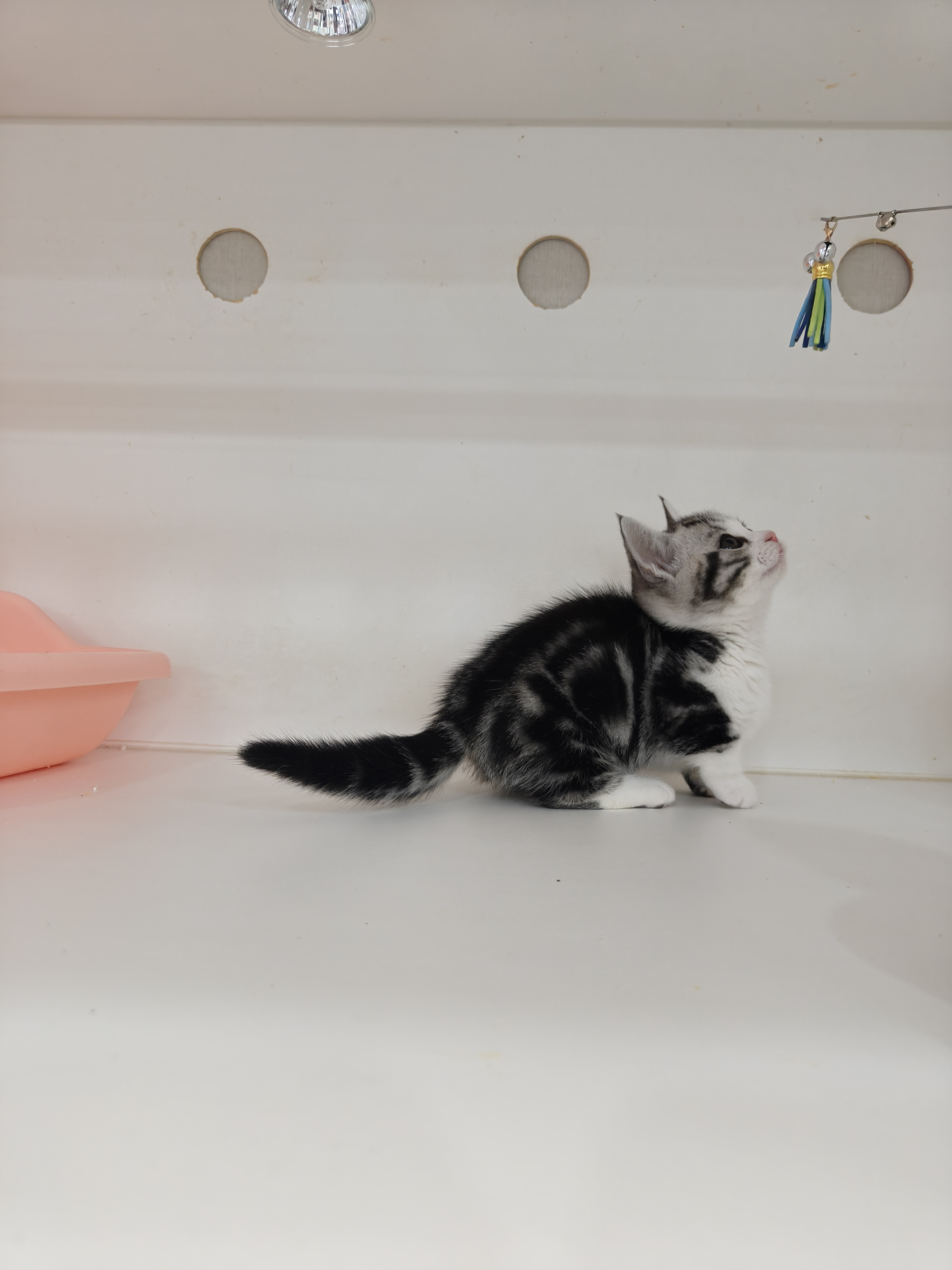 矮脚美短加白起司妹妹，非常完美，粉鼻子小短腿，花纹更是一绝